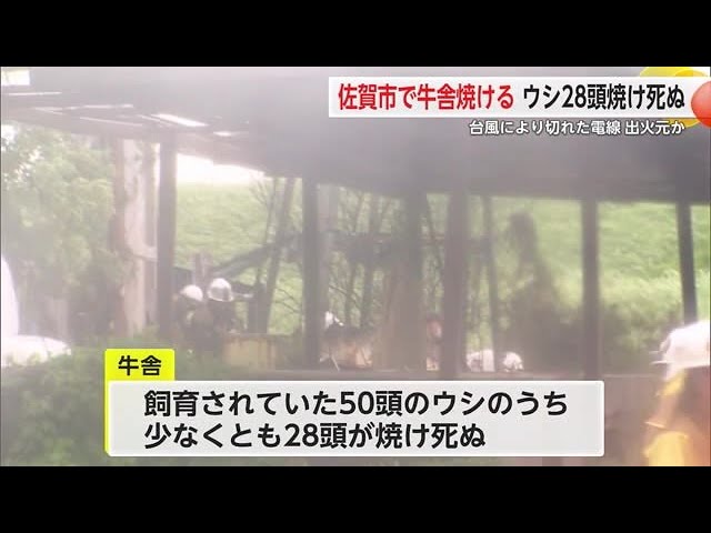 【佐賀】牛舎が焼け、ウシ２８頭が焼け死ぬ　強風で切れた電線による火災か